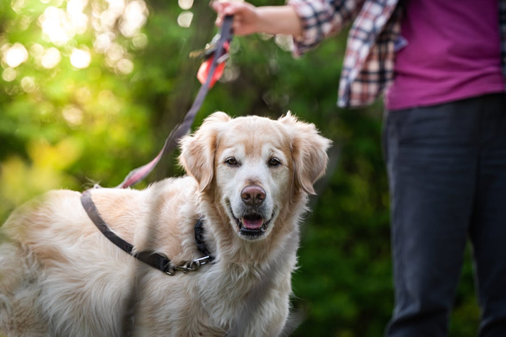 Help Your Older Dog Move with Confidence