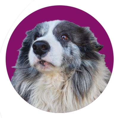 Dog with a purple circle background