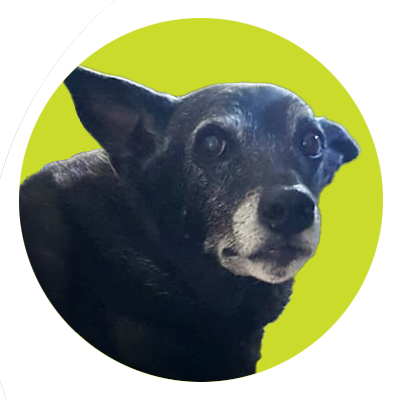 Dog's face with a green circle background
