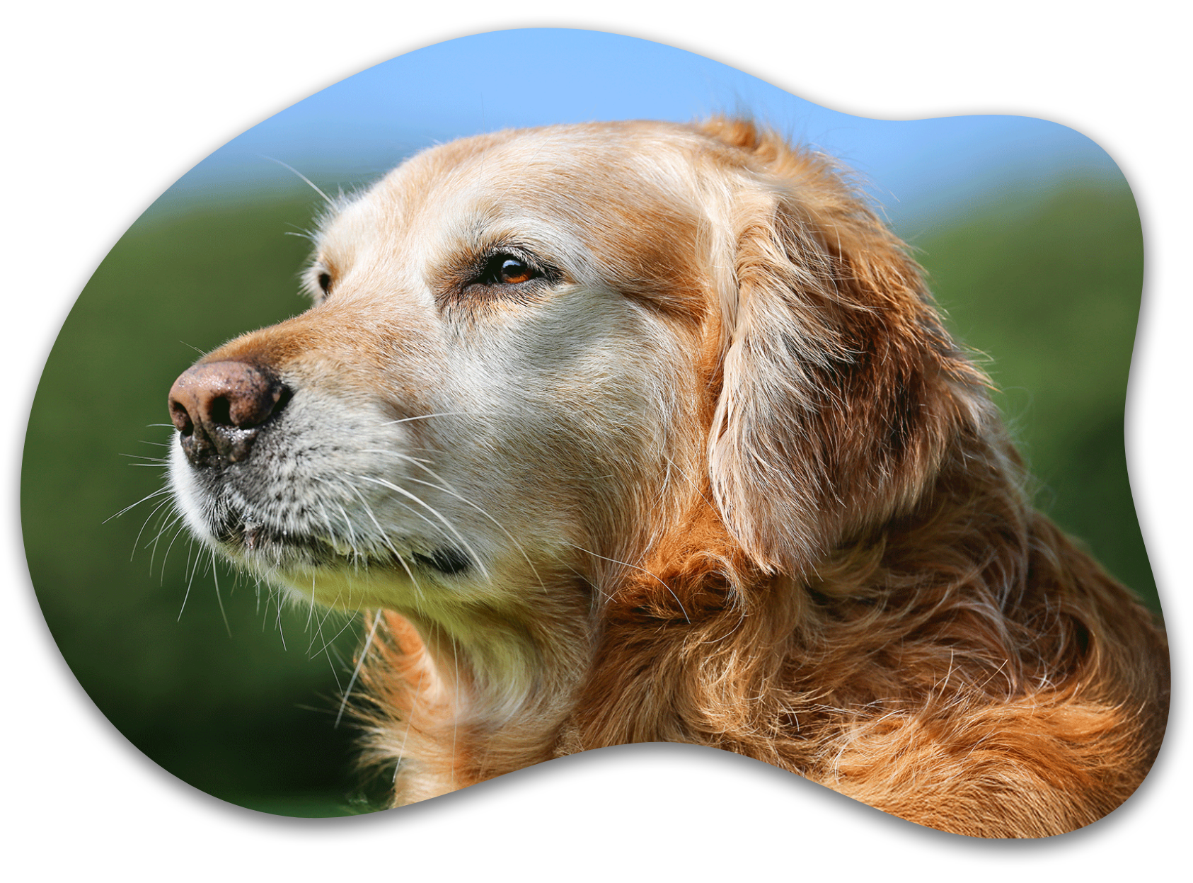 Golden retriever dog with a blurred green and blue background