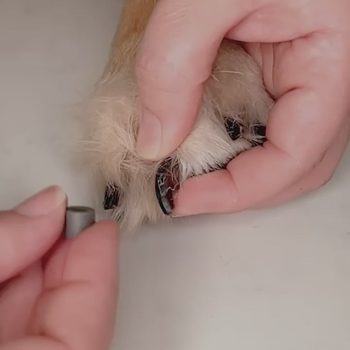 Close up of hands applying No-Slip-Grips to a dog's claw
