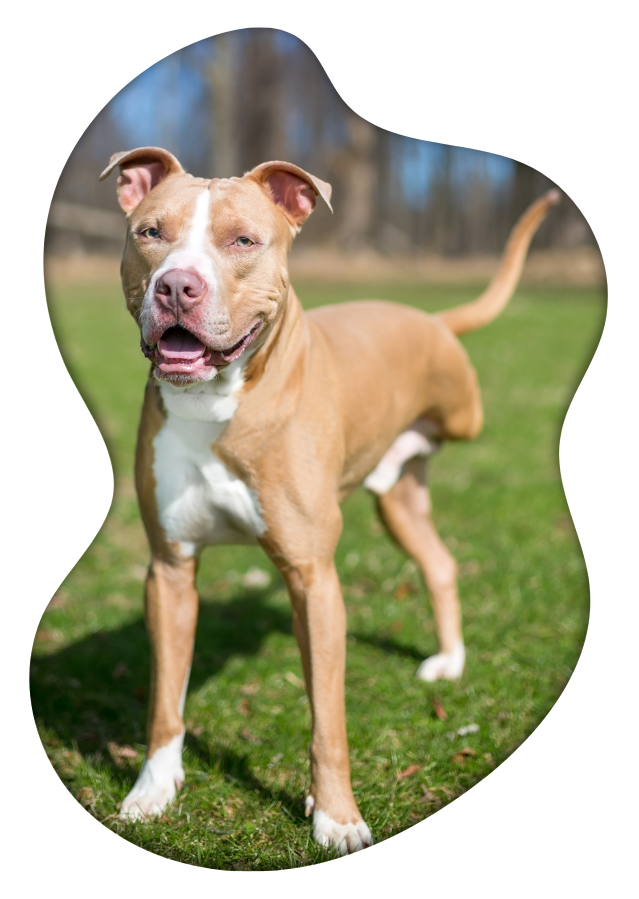Tripod dog standing on grass with a blurred background