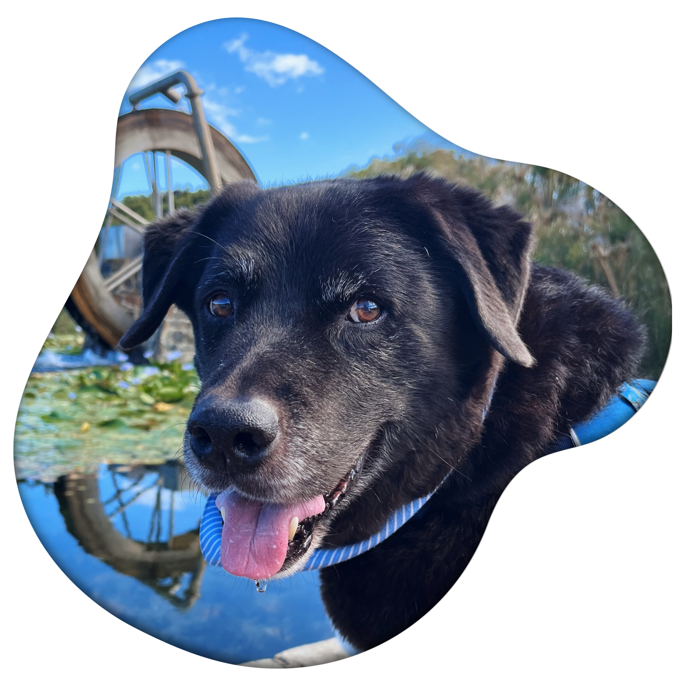 Black dog with a blue collar in front of a bridge and water background